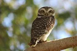 Spotted-Owl.jpg