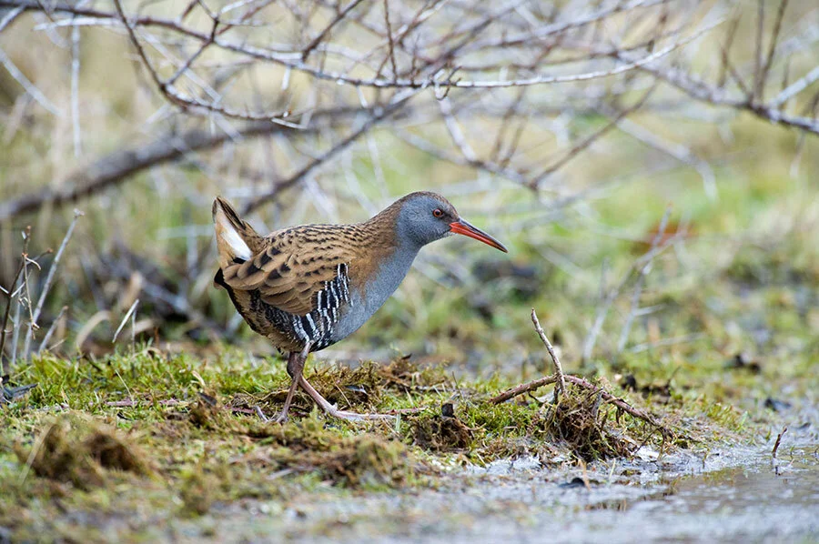 Our Wild Life Photography/Alamy