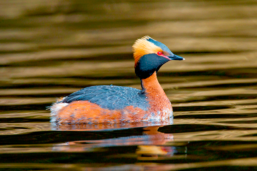 Slavonian Grebe: Arterra Picture Library/Alamy*