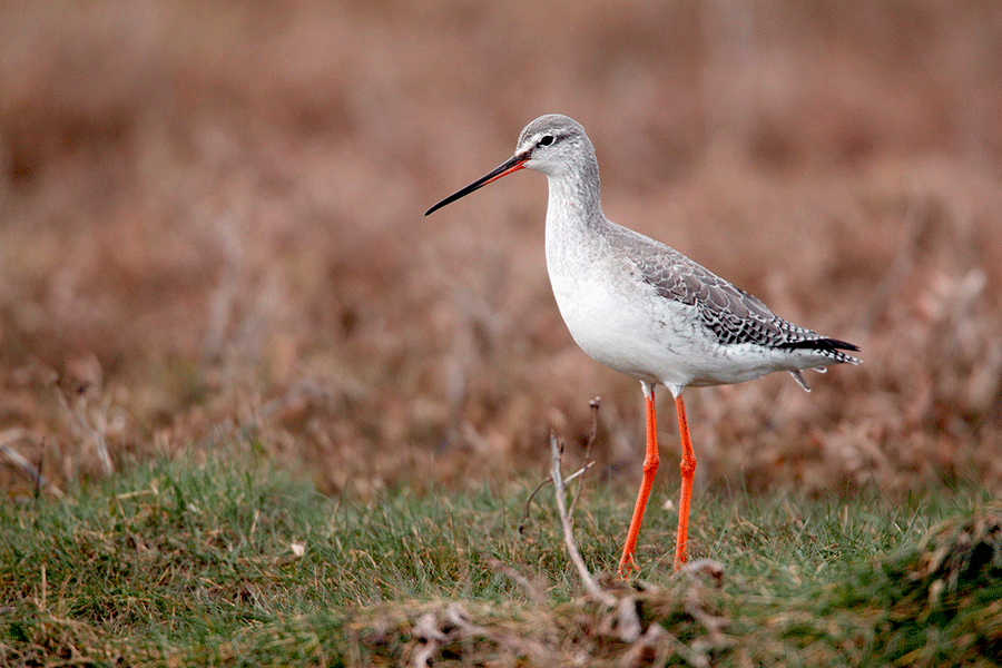 redshank.gif