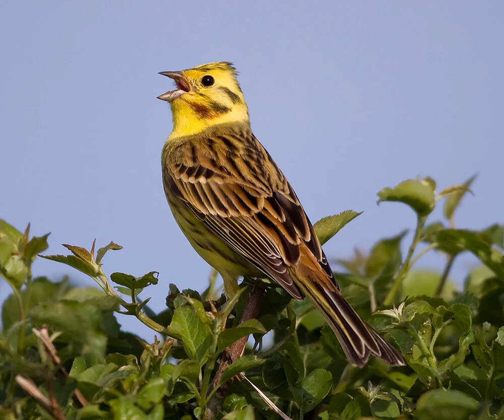 Yellowhammer — My 200 Bird Features — Bird Watching Magazine
