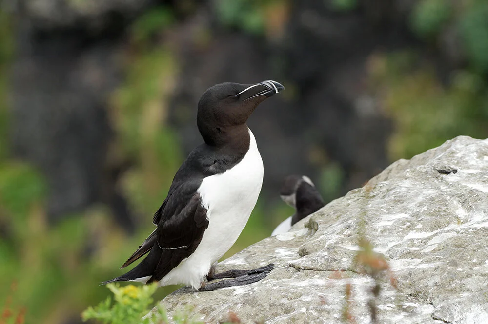My 200 Bird Features — Bird Watching Magazine