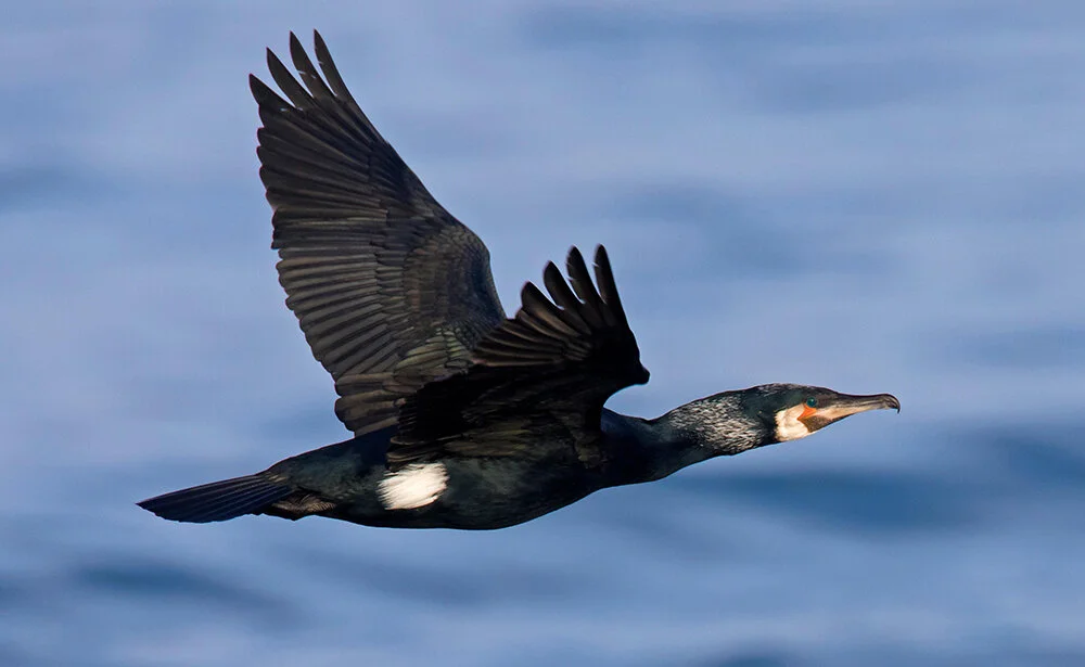 My 200 Bird Features — Bird Watching Magazine