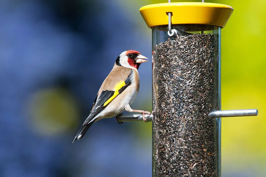 Garden Birds RSPB Classic Bird Feeder Seed & Peanut Choice of Sizes