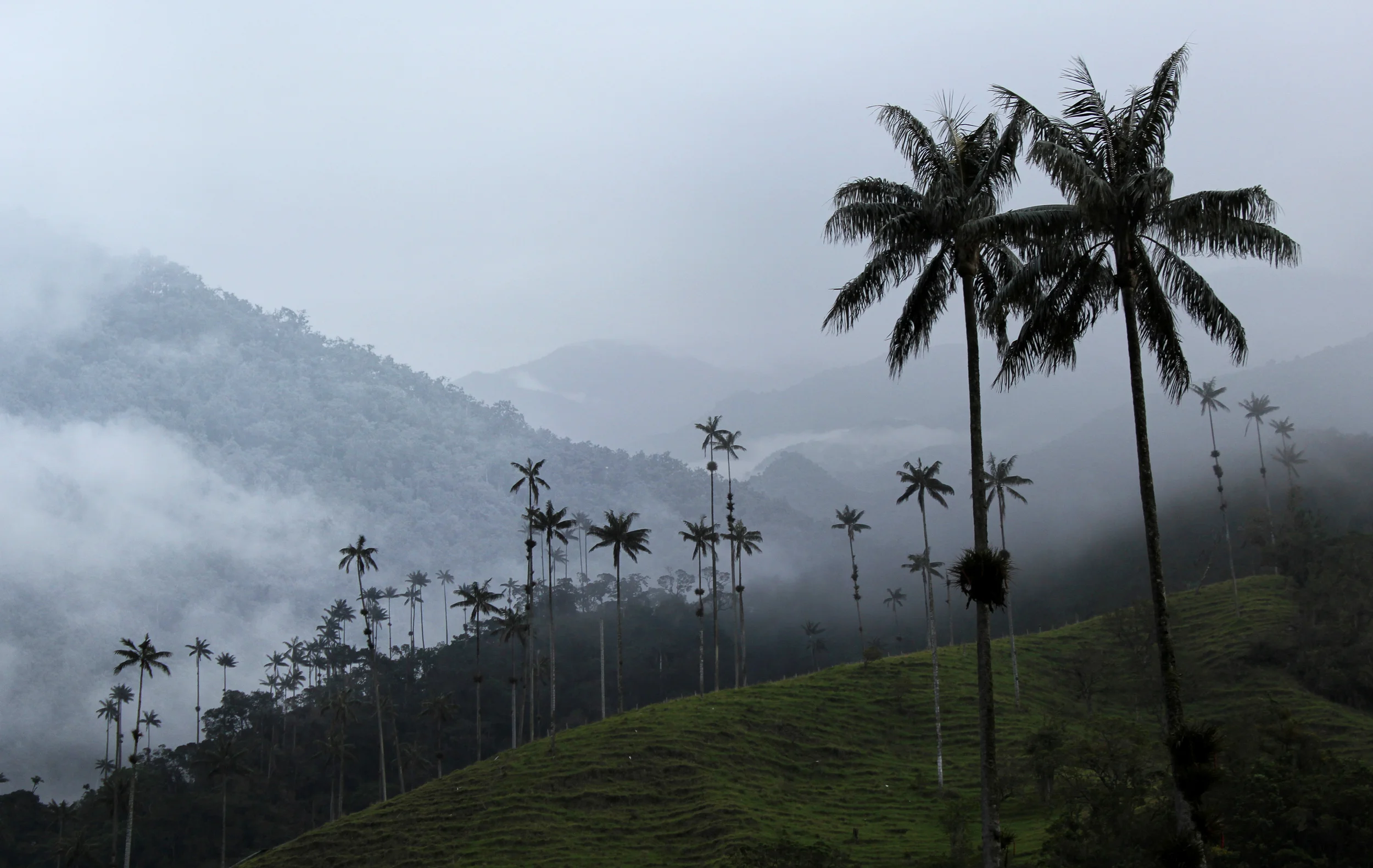 Cloud Forest_Calle.JPG