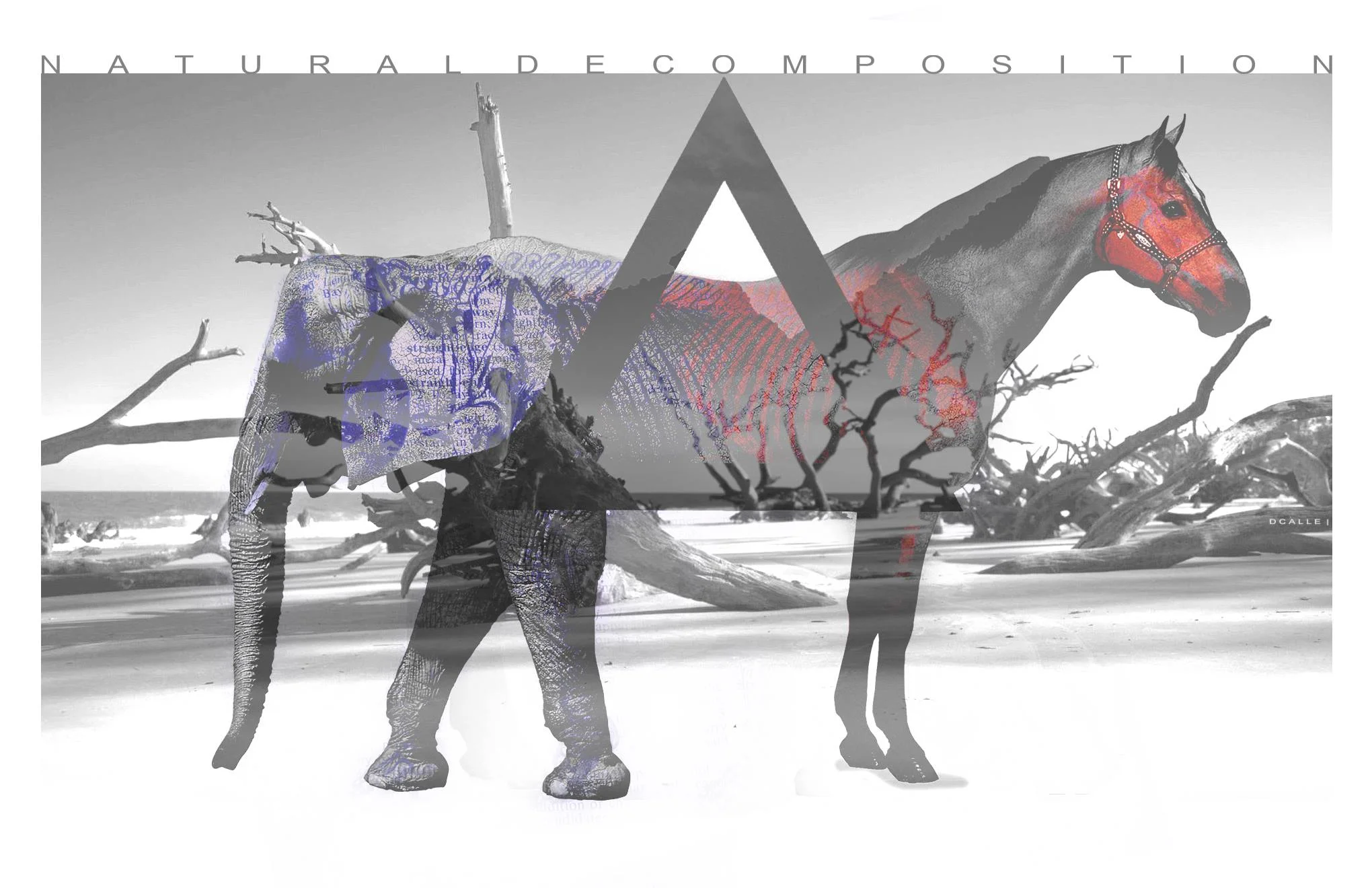 Desert Carcass _ Natural Decomposition Series.jpg