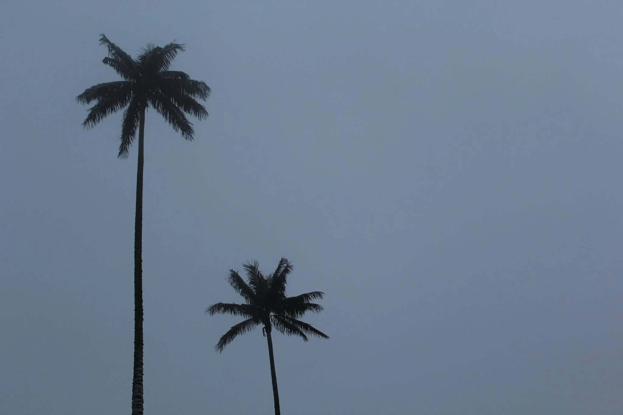 Cloud Forest 2_Calle.jpg