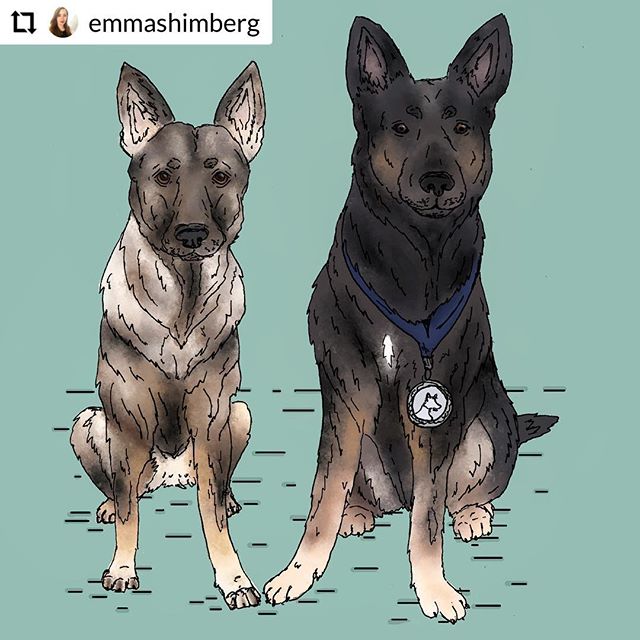 Ava &amp; Ritter 🐾 | pen and digital watercolor | 2019 #germanshepherd #dogs #k9 #illustration #illustrator #art #designer #graphicdesigner #create #draw #love #pooches #portrait #petportrait #ears #fuzz #woof #draw