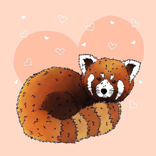 Happy Valentines Day! ❤️ #valentinesday #happyvalentinesday #bemine #redpanda #illustration #illustrator #draw #graphicdesign #graphicdesigner  #penandink #digitaldrawing #digitalpaint #create #instagood #make #art #love