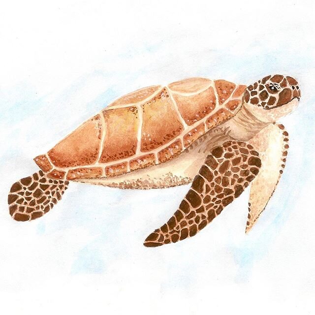 Sea Turtle watercolor 🐢 #seaturtle #turtle #watercolor #illustration #illustration #quarantinelife #artist