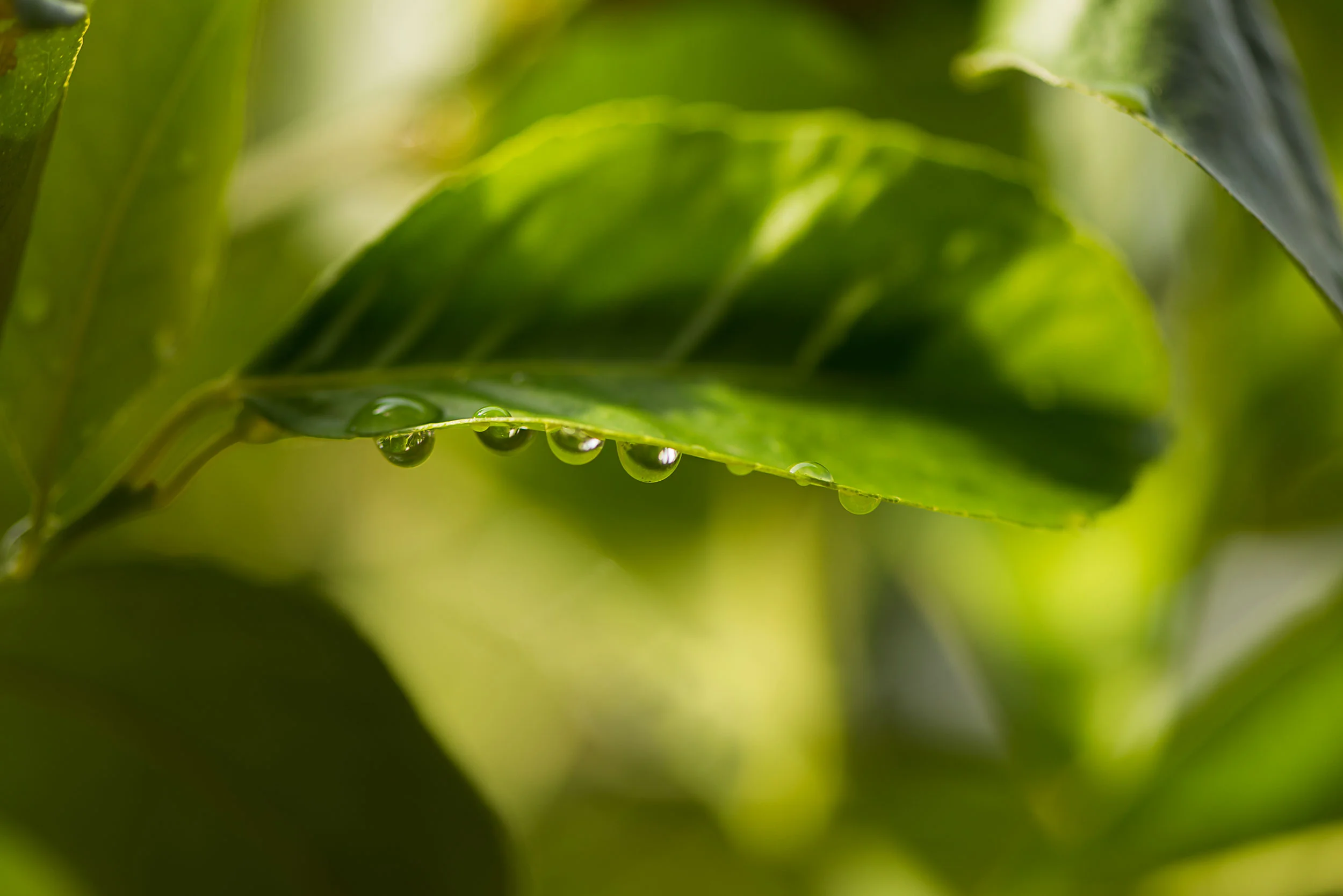 Leaf.jpg