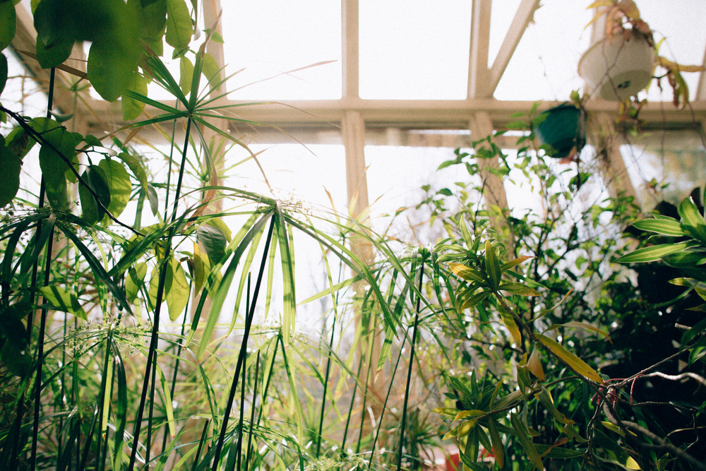 A greenhouse on The Farm