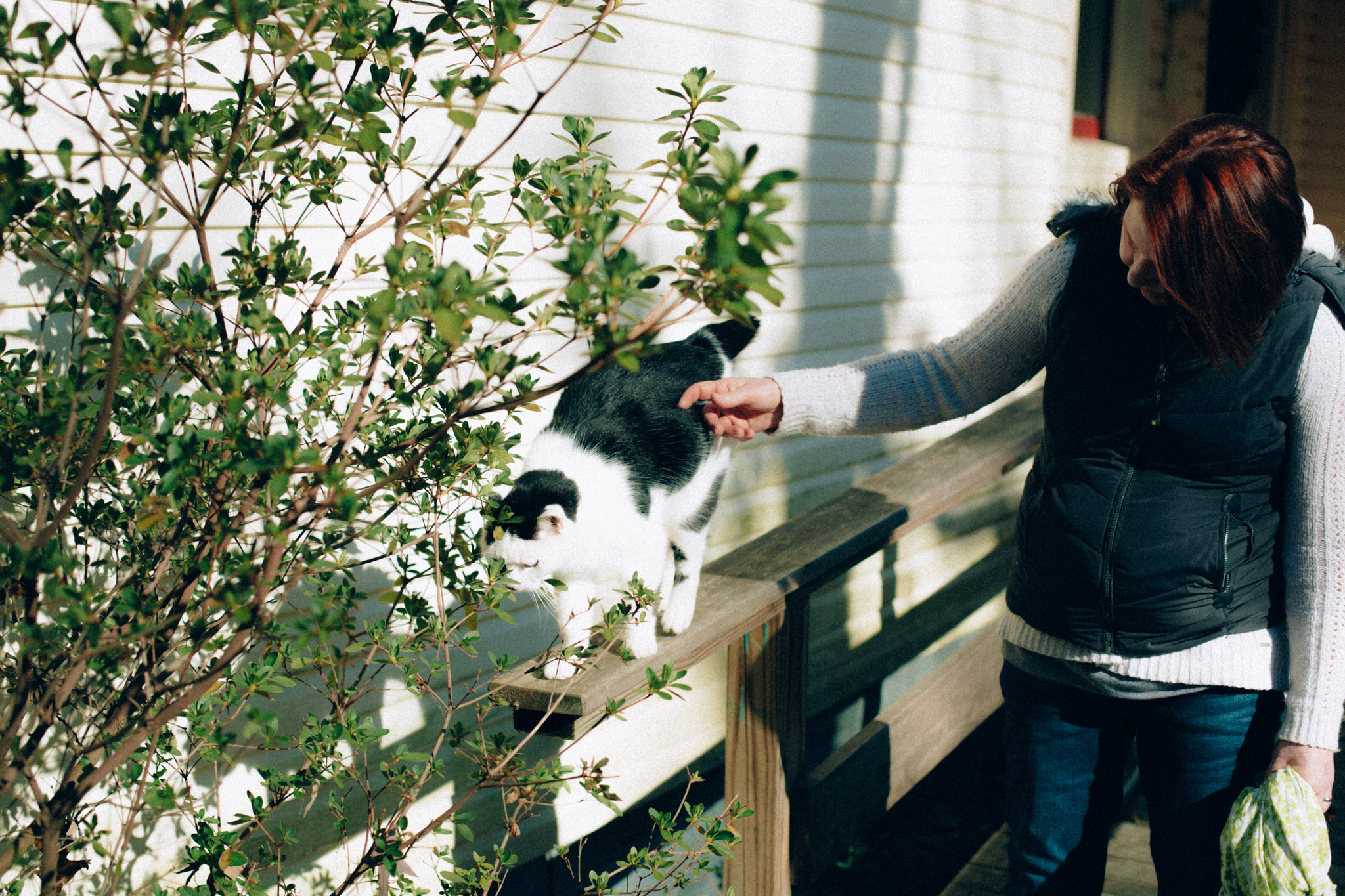 A cat hanging around The Farm Clinic
