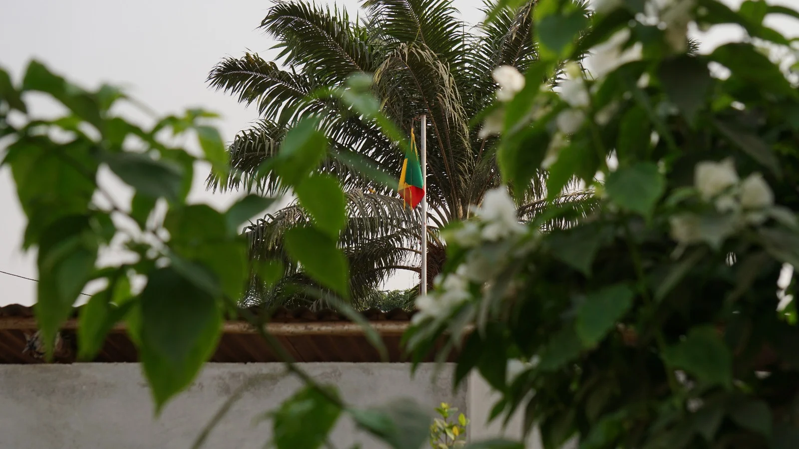 The New Patriot: vol. 8