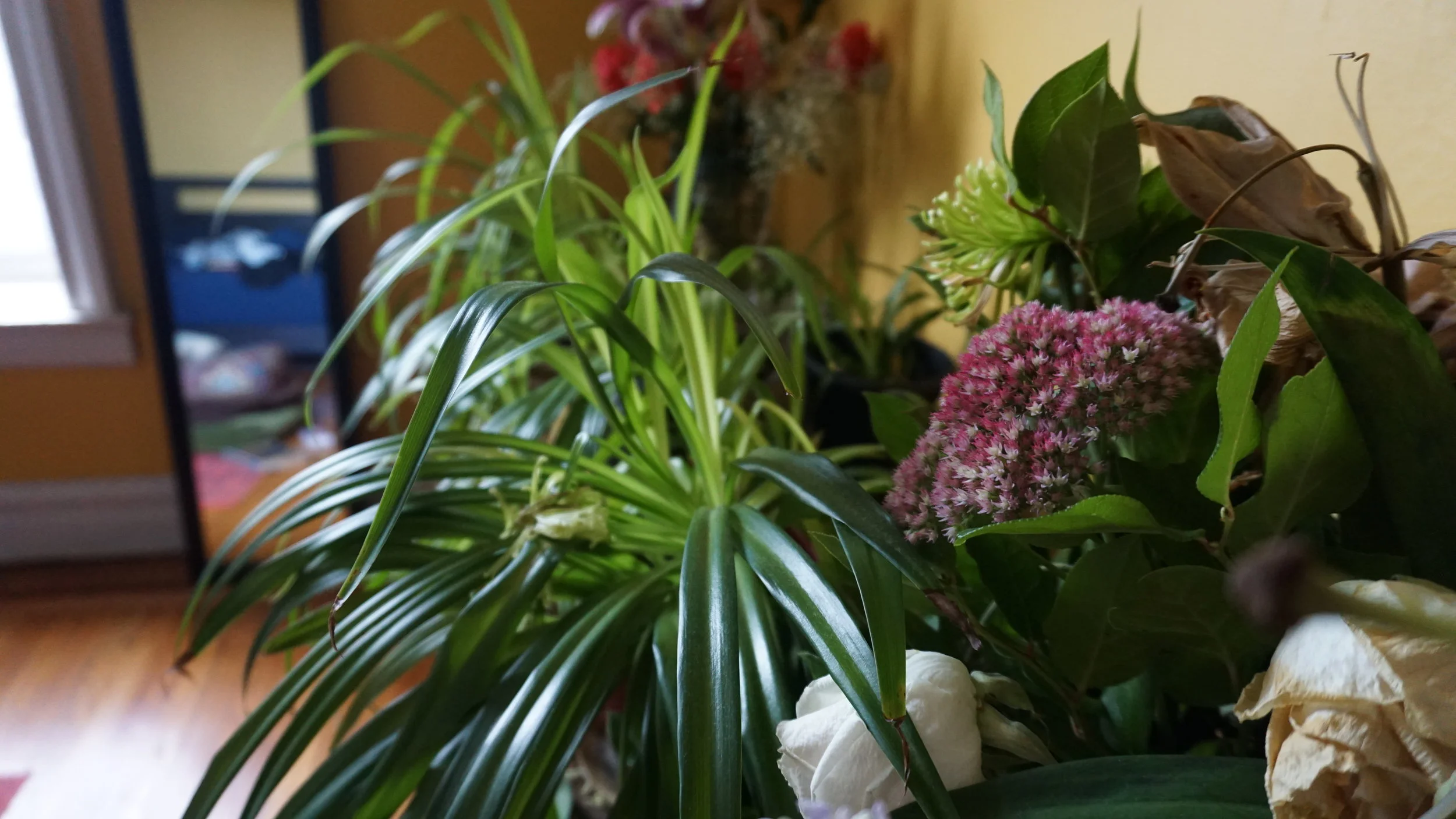 Sticky Plants and Moving Oddities :  vol. 1