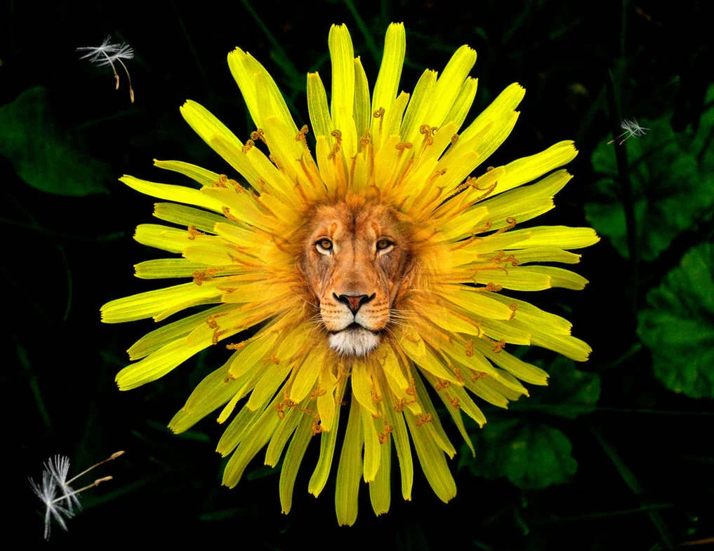 Episode 002: The Dandy Lion
