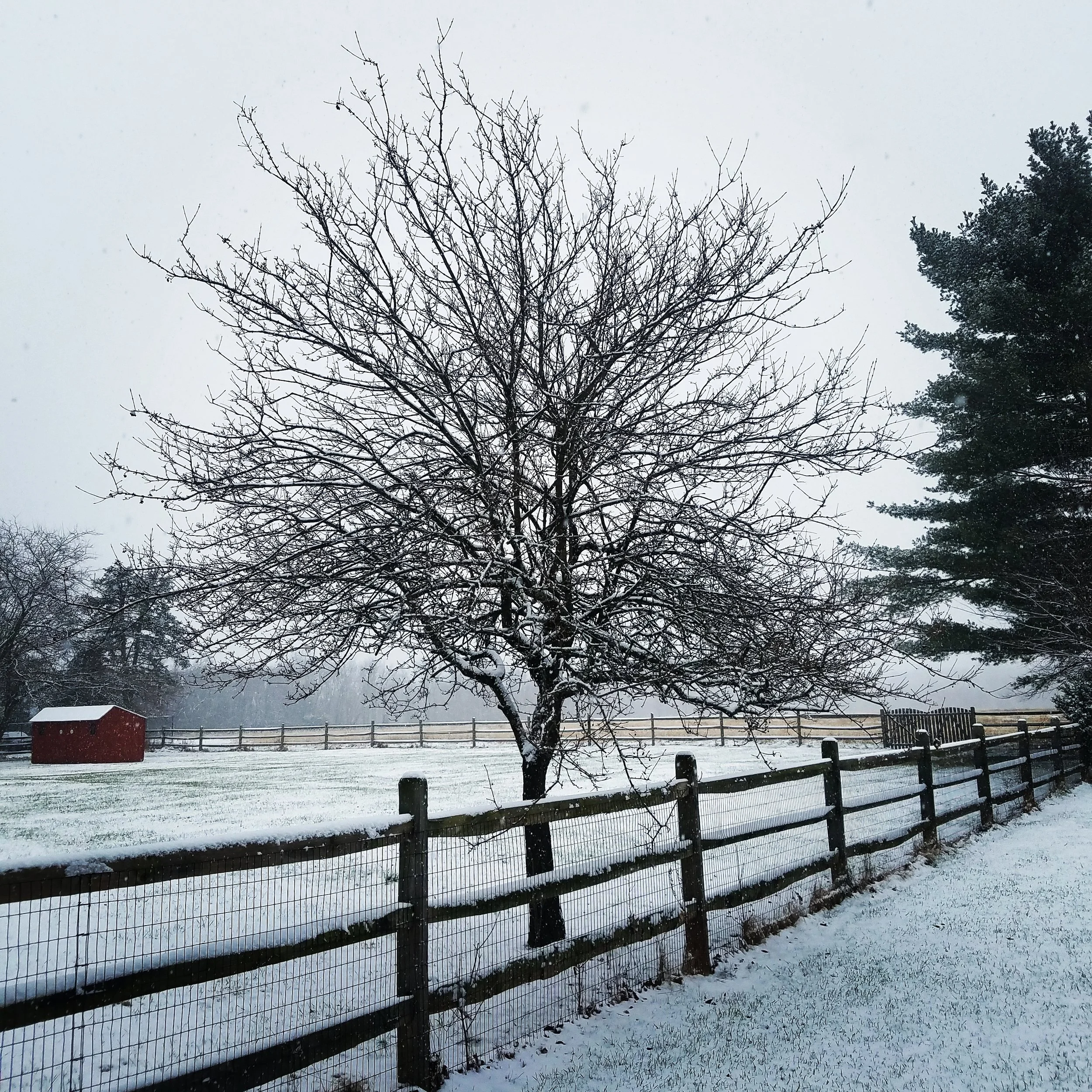 Episode 004: The Patience of a Tree