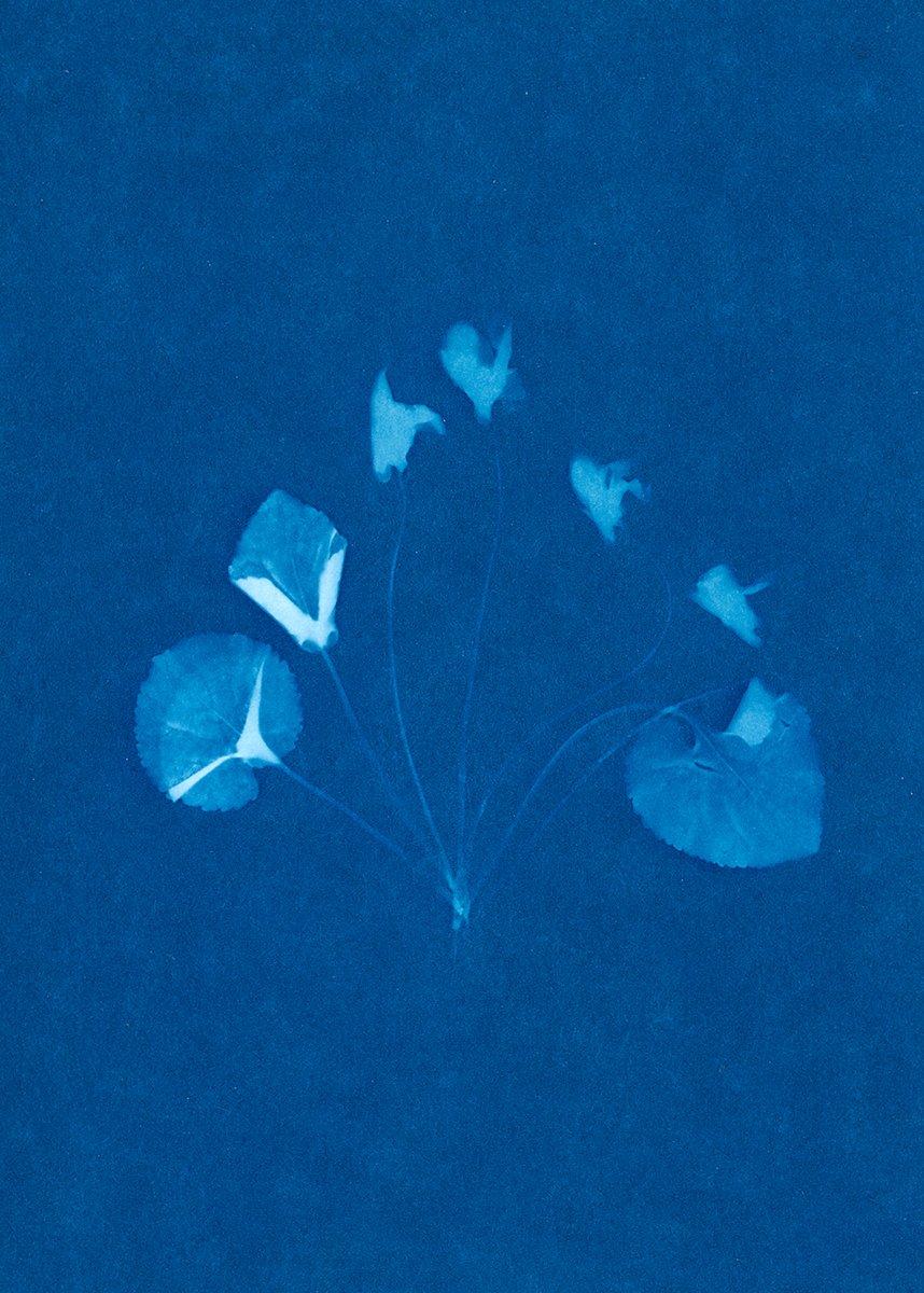 Viola Odorata, 2026 TINA TRUMPP.jpg