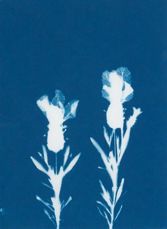 Lavandula stoechas