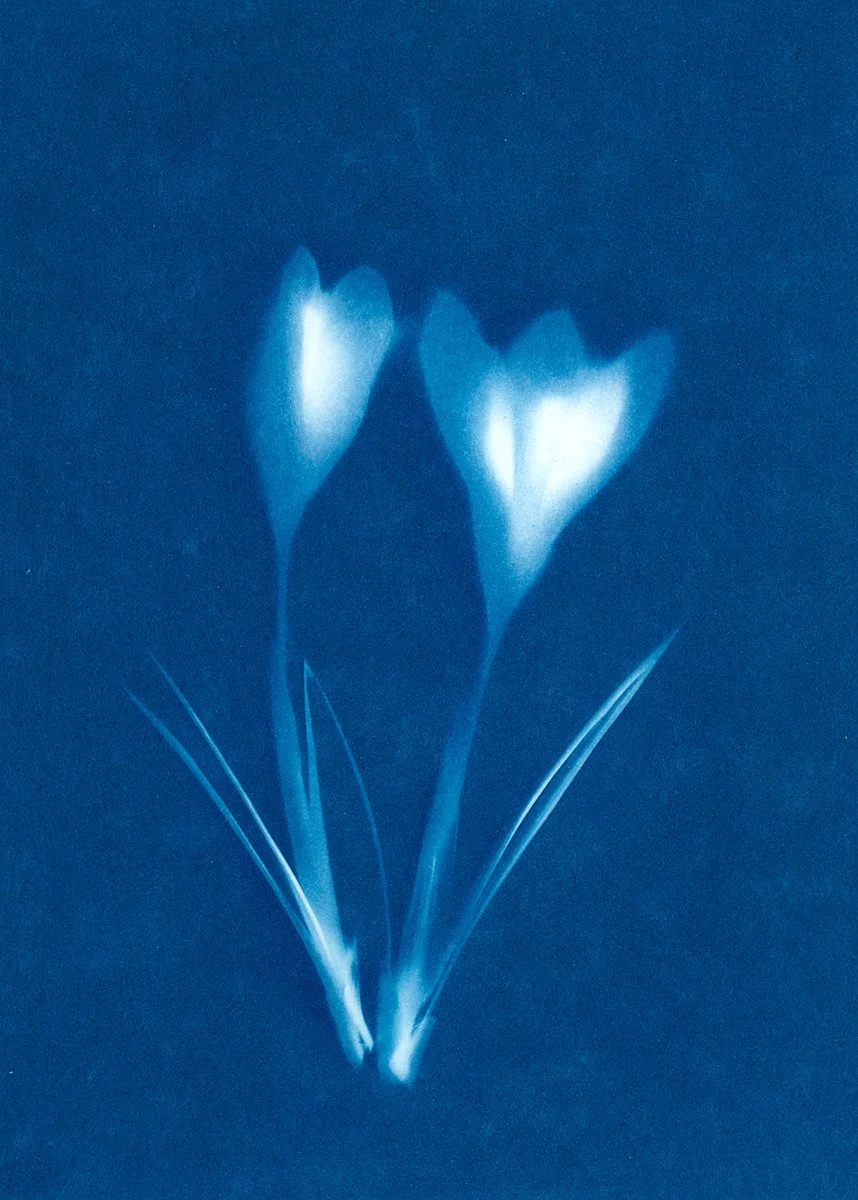 Cyanotypes, vom Sonnenlicht geschaffene Unikate