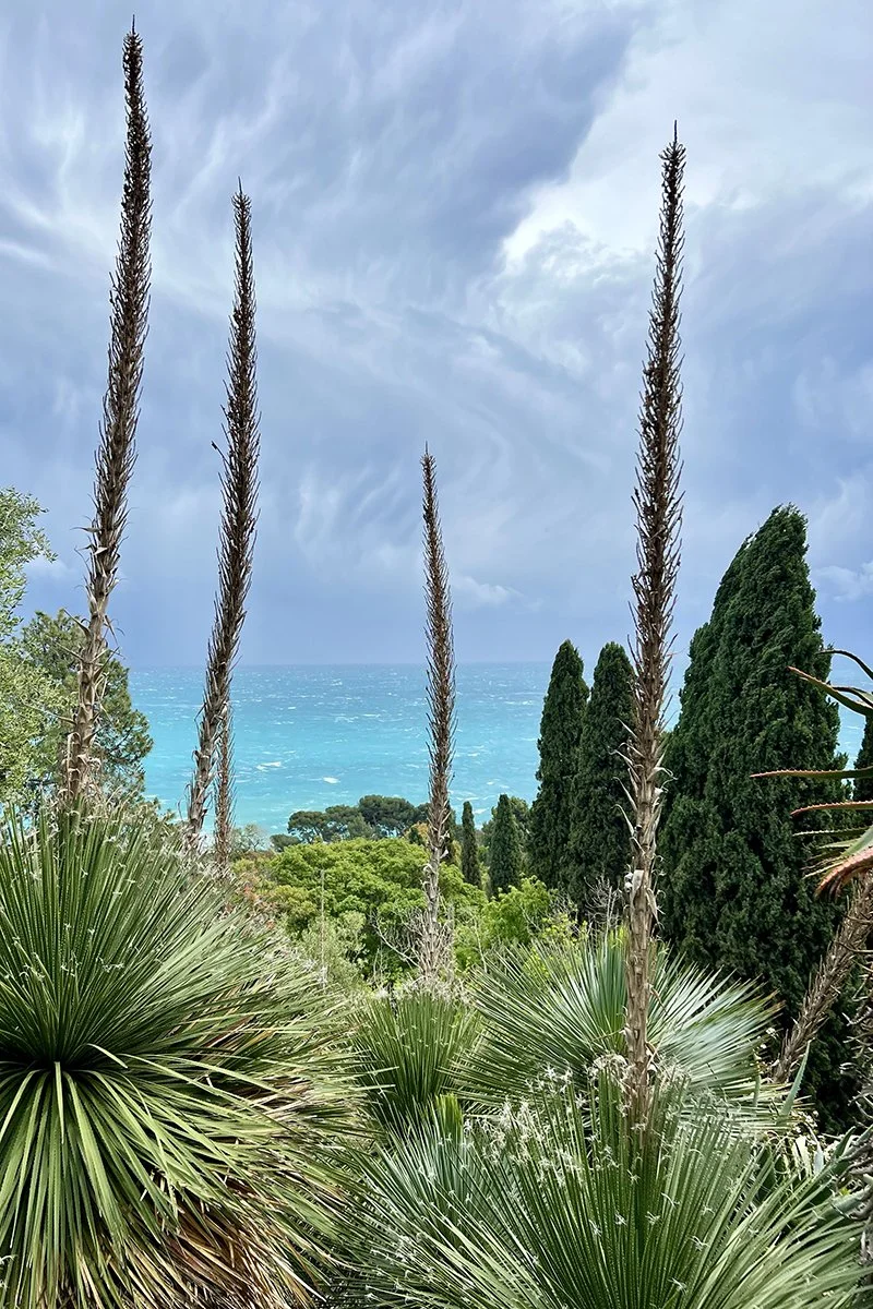 Der Hanbury-Garten – Mediterrane Poesie zwischen Meer, Licht und Botanik