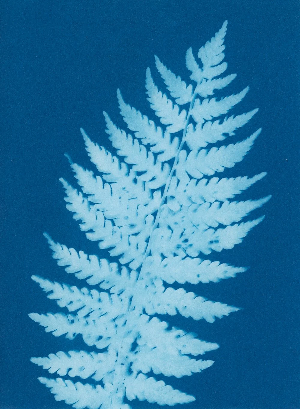 Matteuccia struthiopteris
