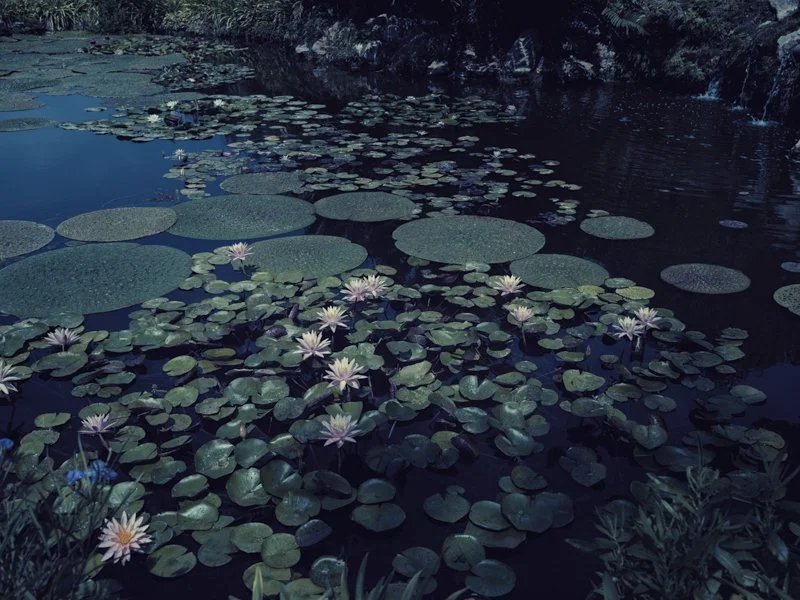 Wasserlilien in malerischer Fine-Art-Fotografie von TINA TRUMPP