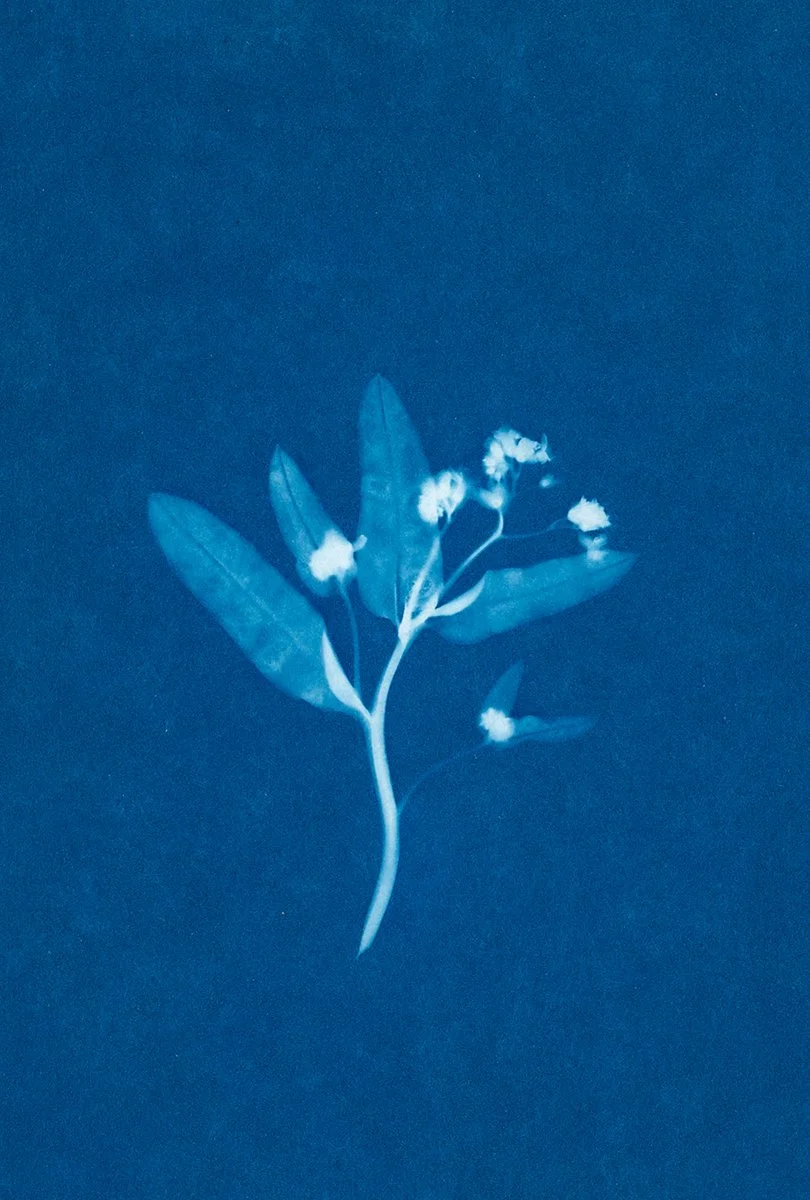 Myosotis I, 2026 TINA TRUMPP.jpg