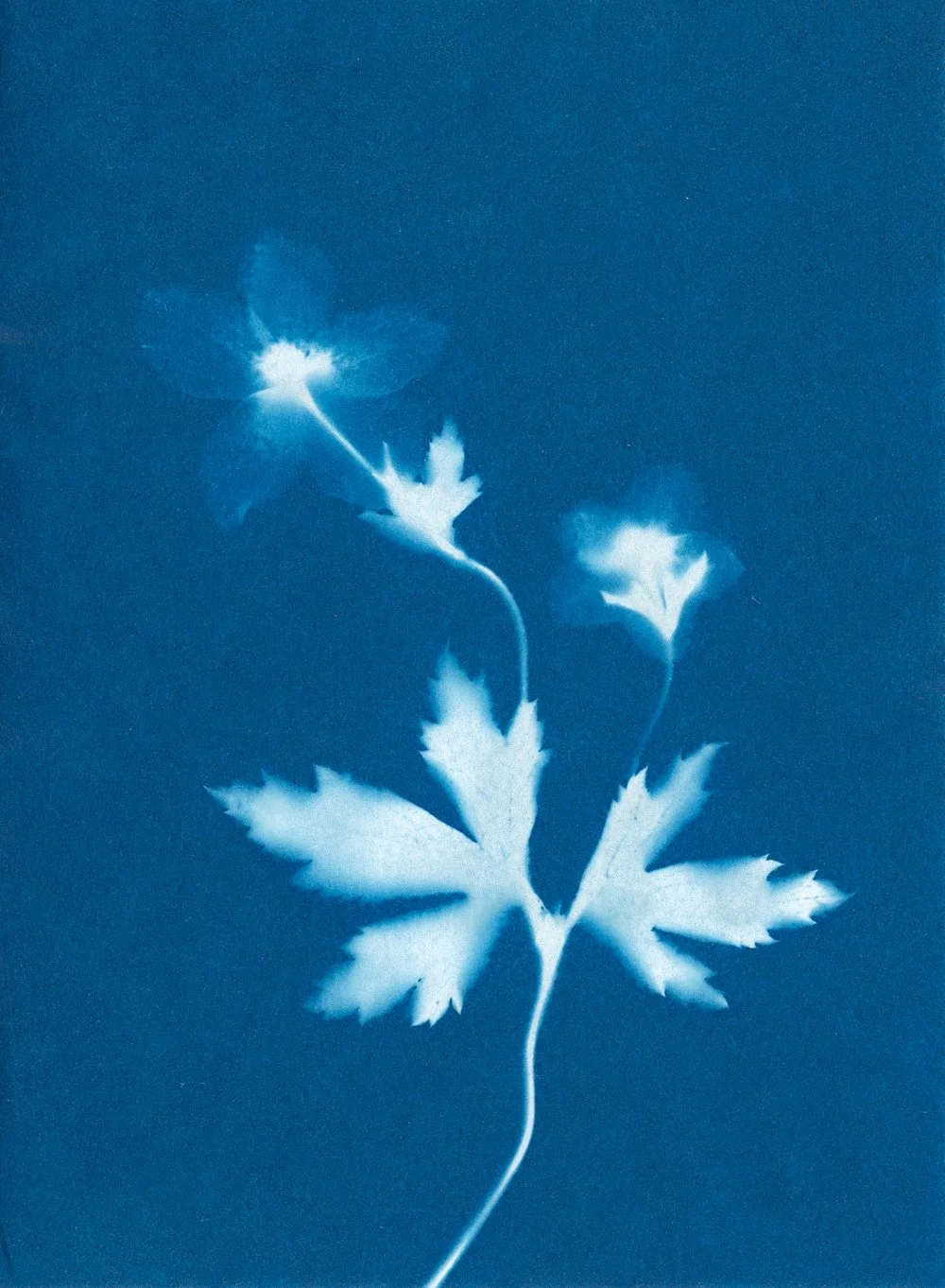 Anemone Nemorosa II Cyanotype Flower Tina Trumpp