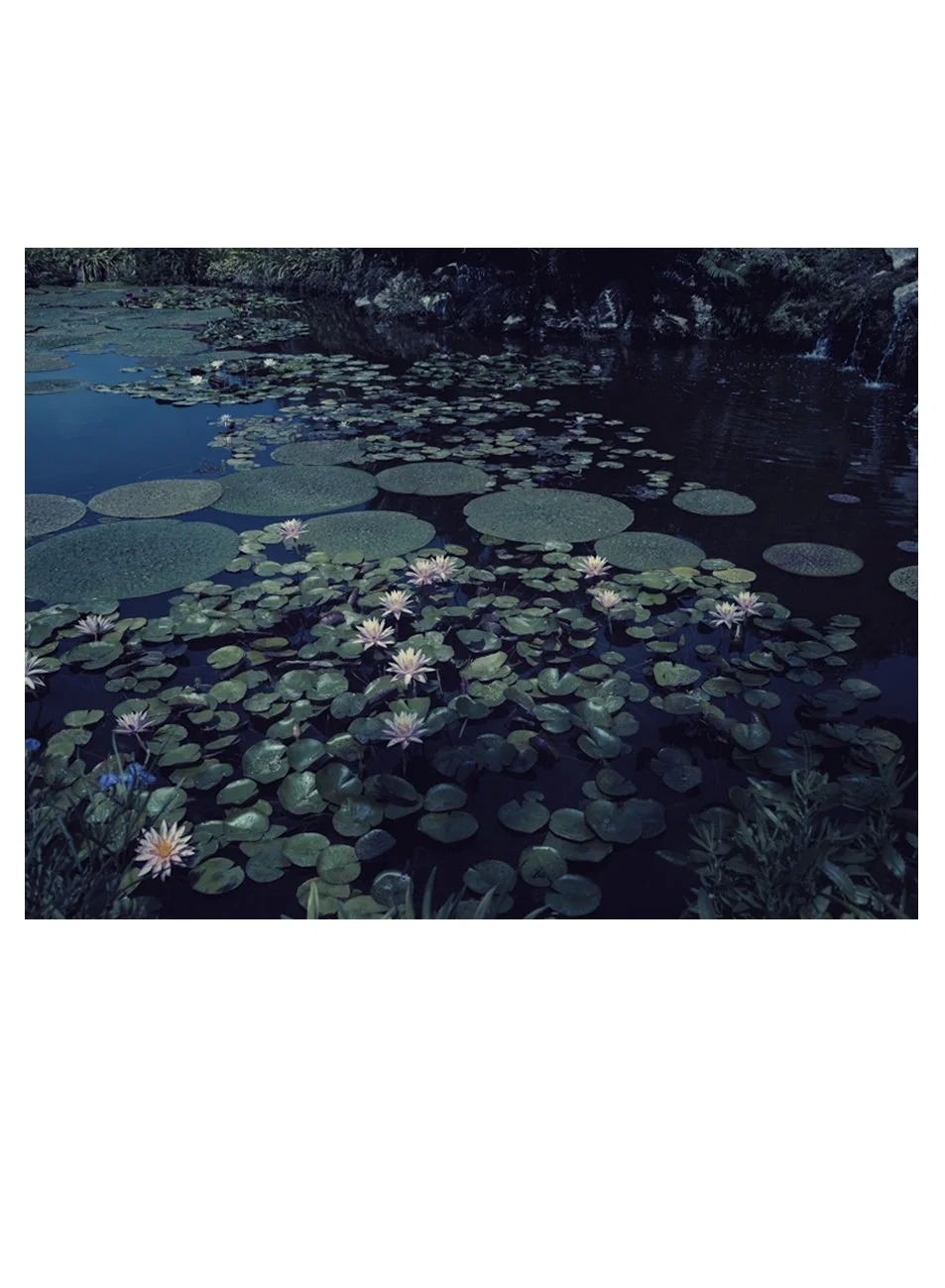 Water Lilies, Italy 2022