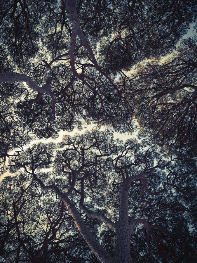 Trees Of Antibes, Antibes 2018