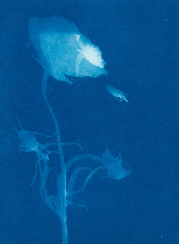 Cosmos bipinnatus « Rosetta » III avec un insecte