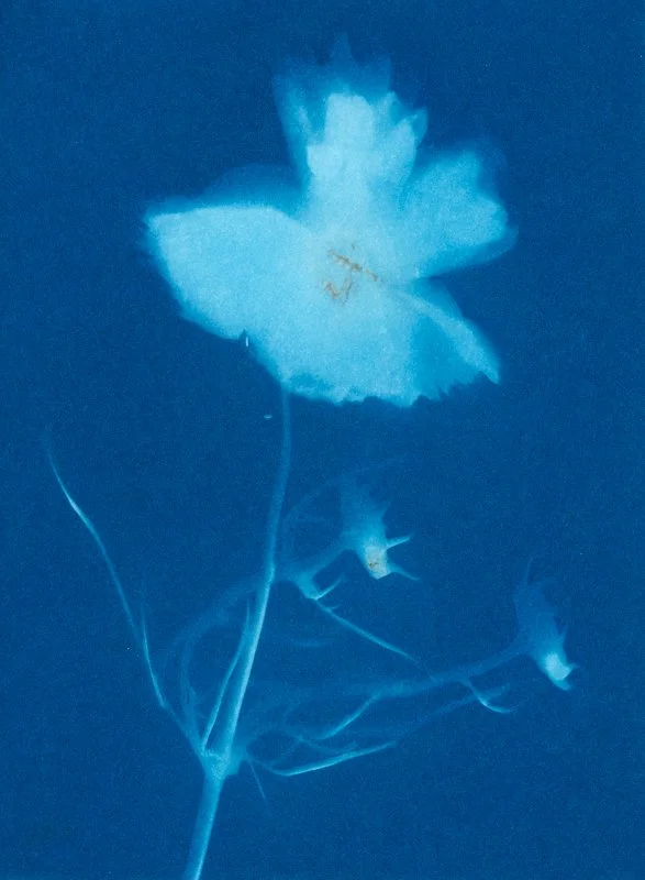 Cosmos bipinnatus « Rosetta » II