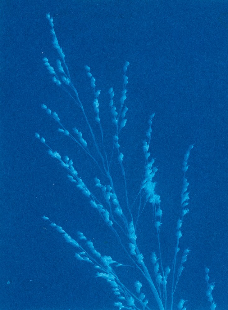 Panicum virgatum « Northwind »