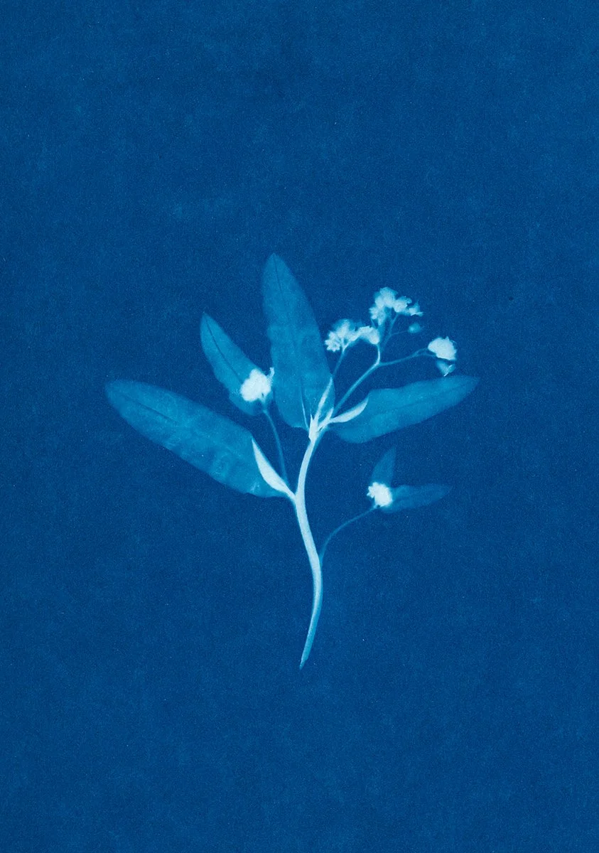 Myosotis II, 2026 TINA TRUMPP.jpg