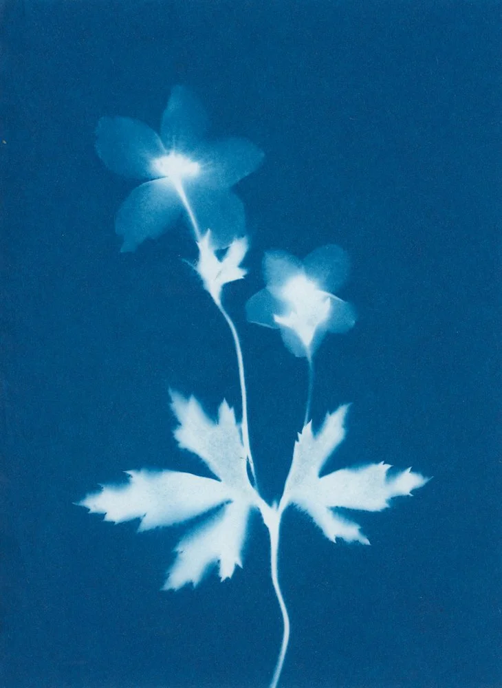 Anémone nemorosa III