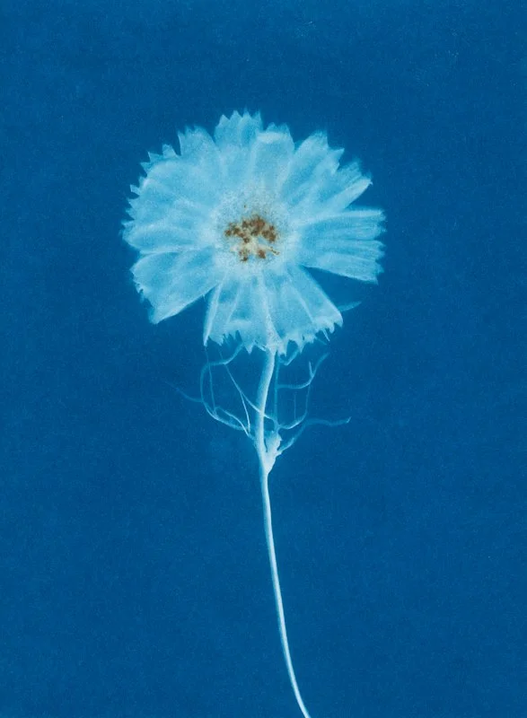 Cosmos bipinnatus « Cupcake blush » III