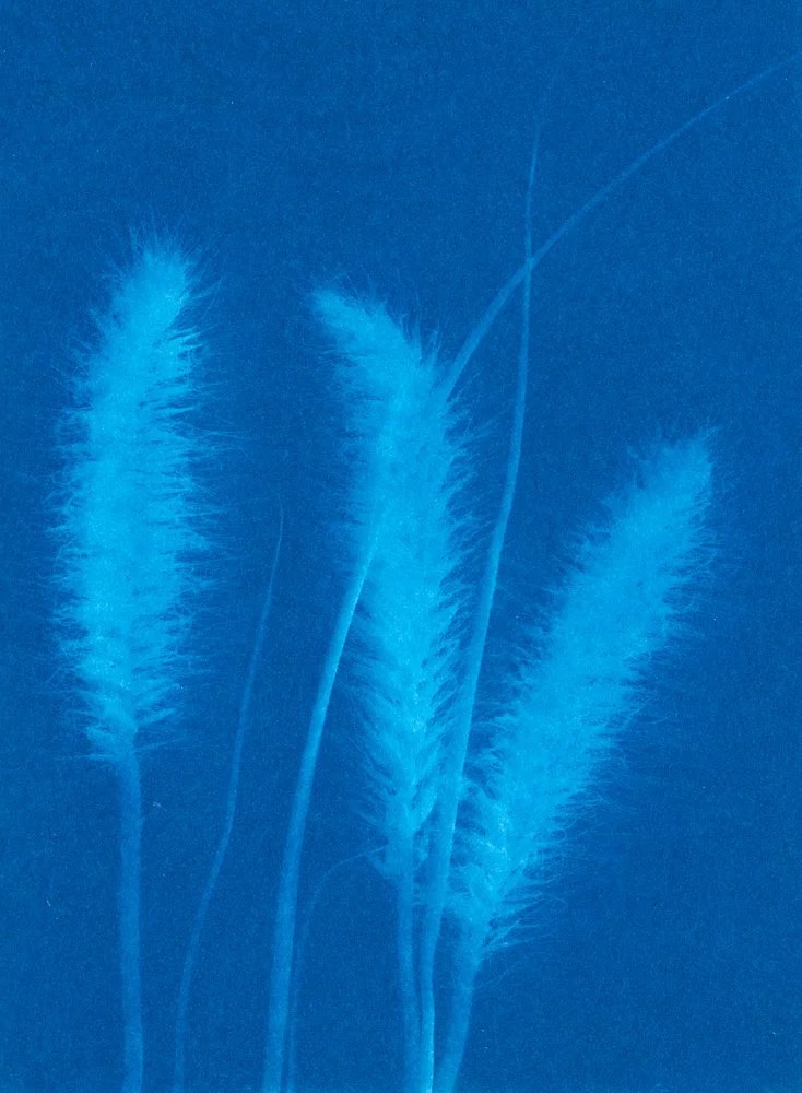 Pennisetum alopecuroides « Hameln »