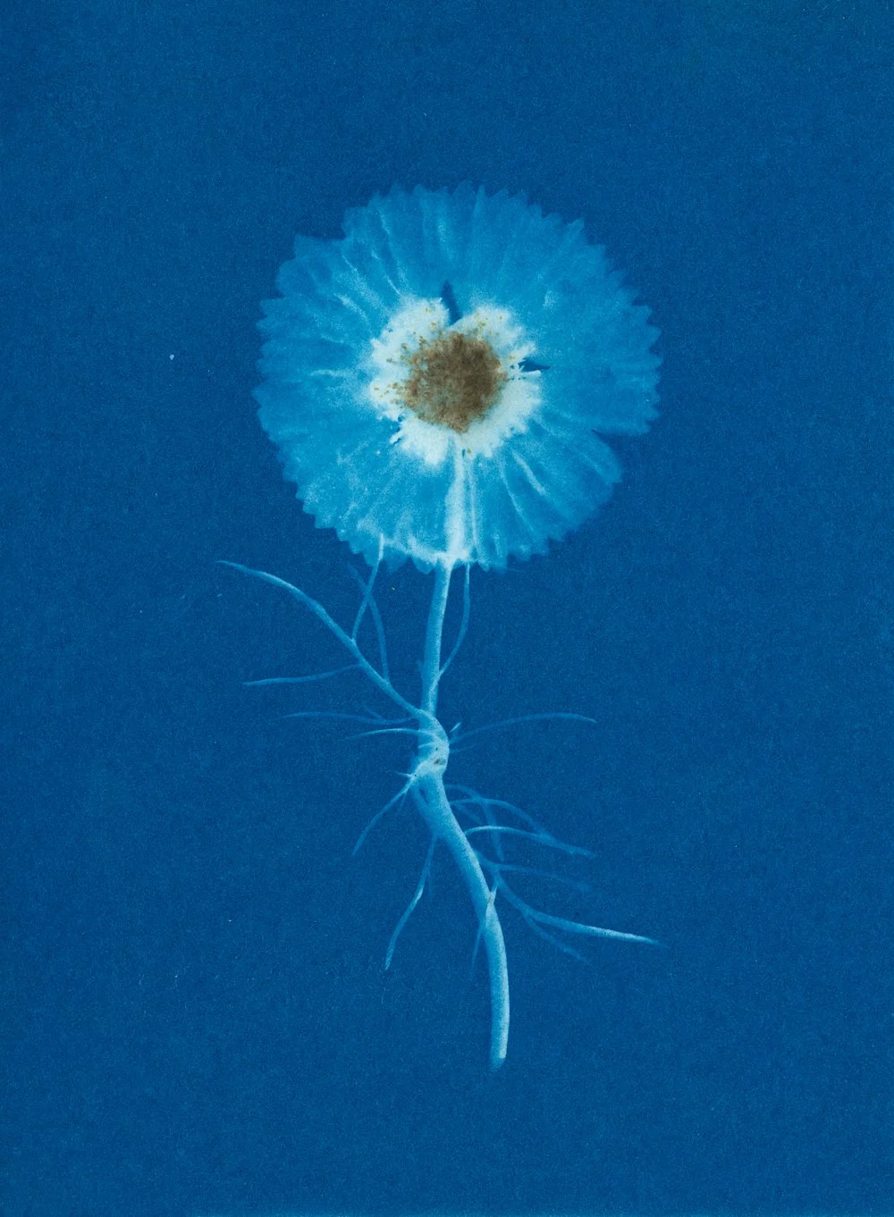 Cosmos Bipinnatus I Cyanotype Flower Tina Trumpp