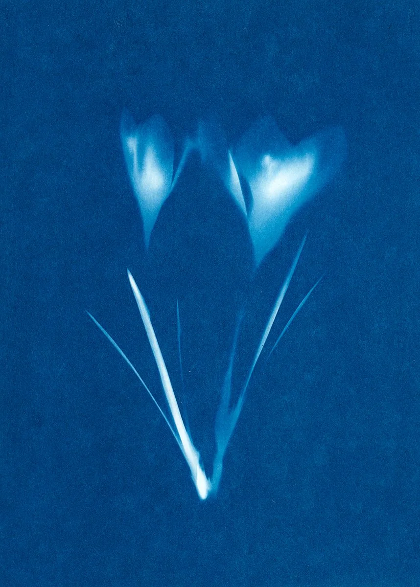 Crocus II, 2026 TINA TRUMPP.jpg