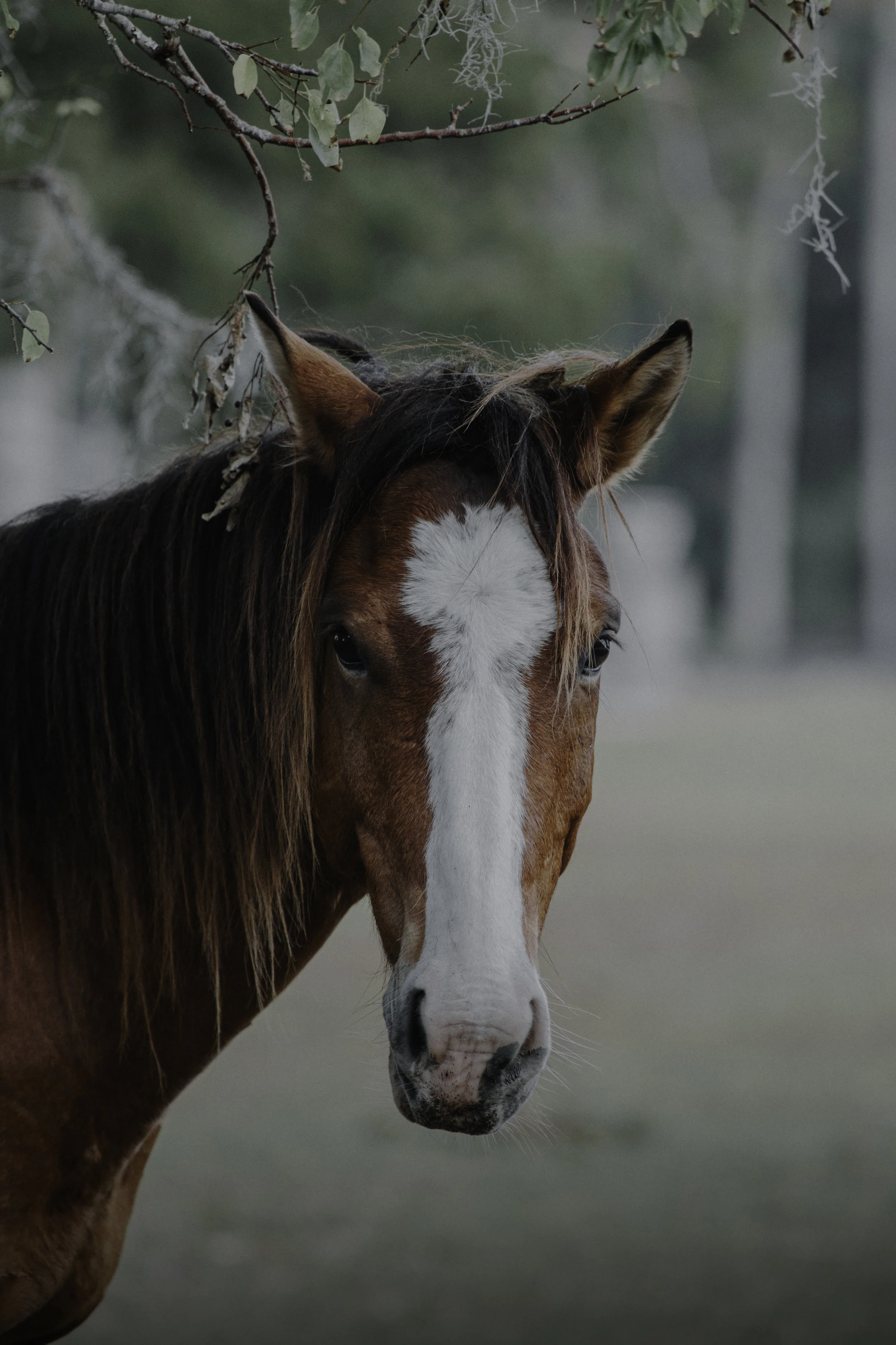 Talking to Horses