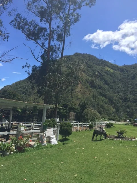 Cocora valley