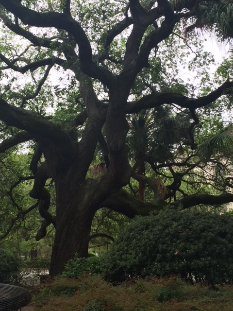 beautiful trees all around