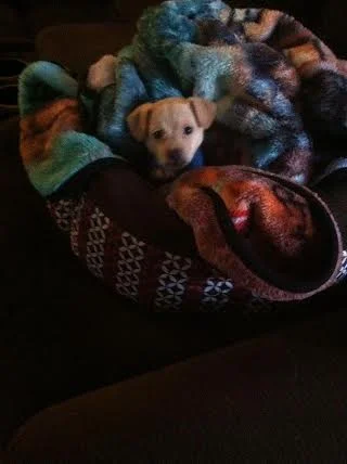 Ms. Addy (skylar) at 6 weeks.