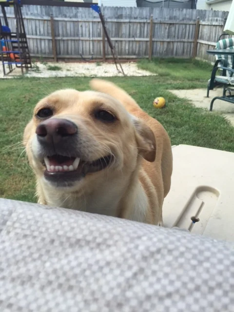Meet Skylar! AKA Sky-Sky