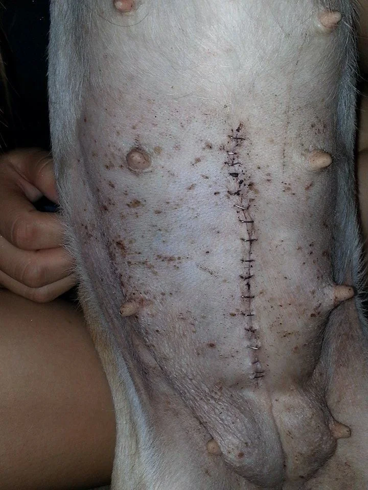 after her surgery