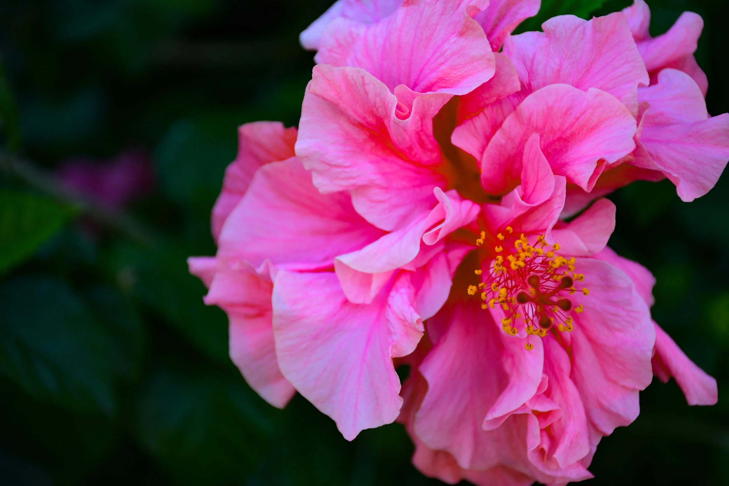 DSC_8452.jpg