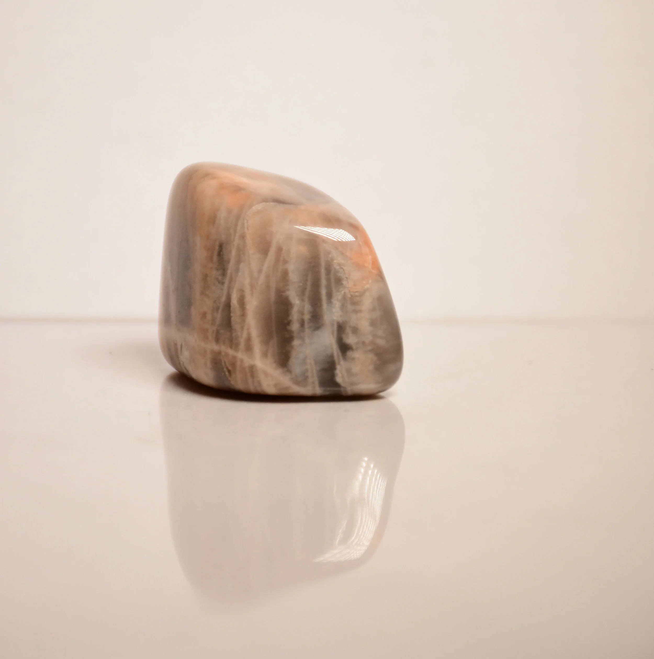 petrified wood