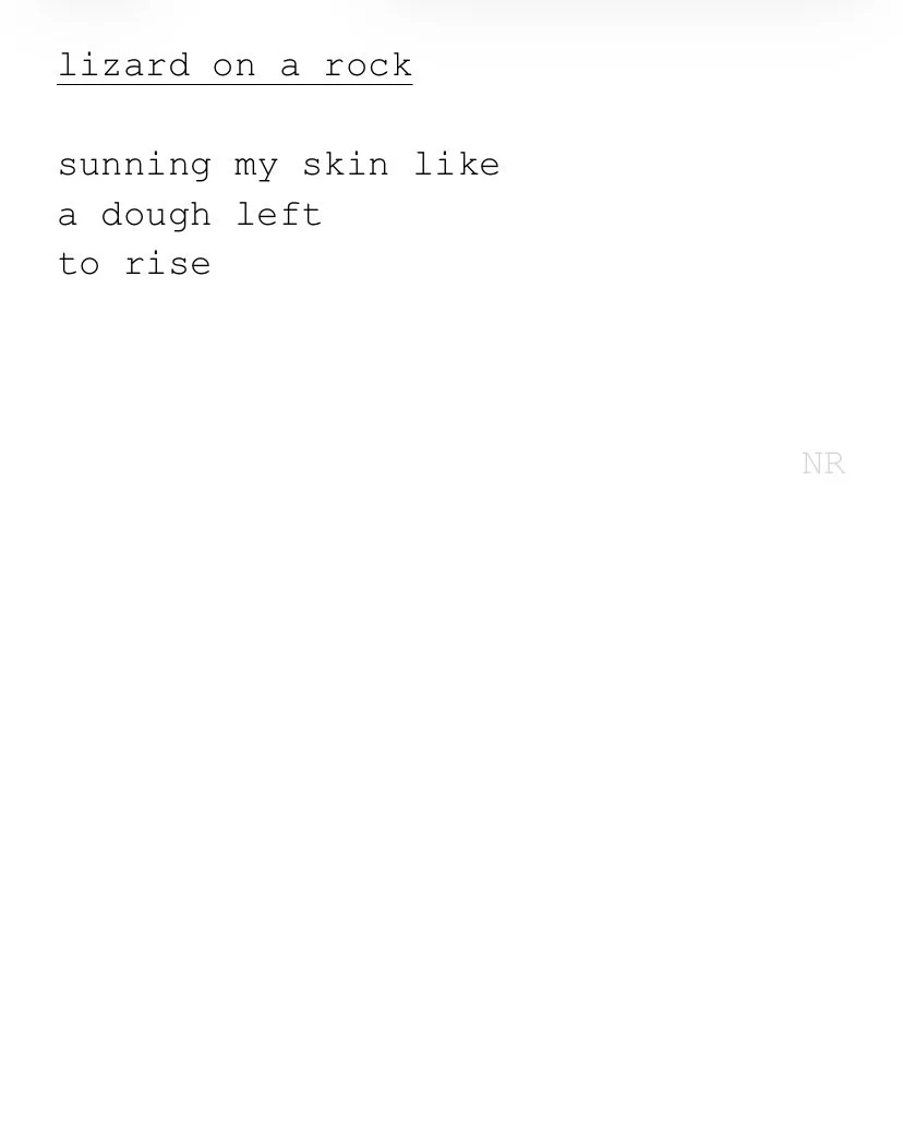 day 366: lizard on a rock