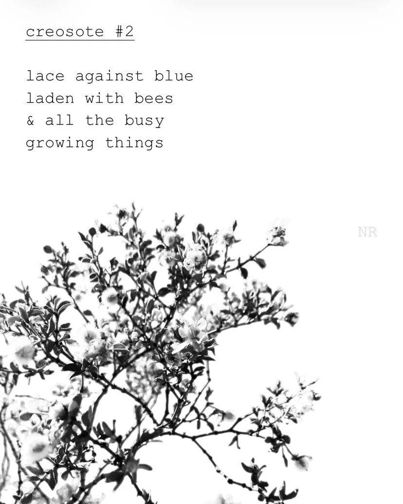 day 420: creosote # 2